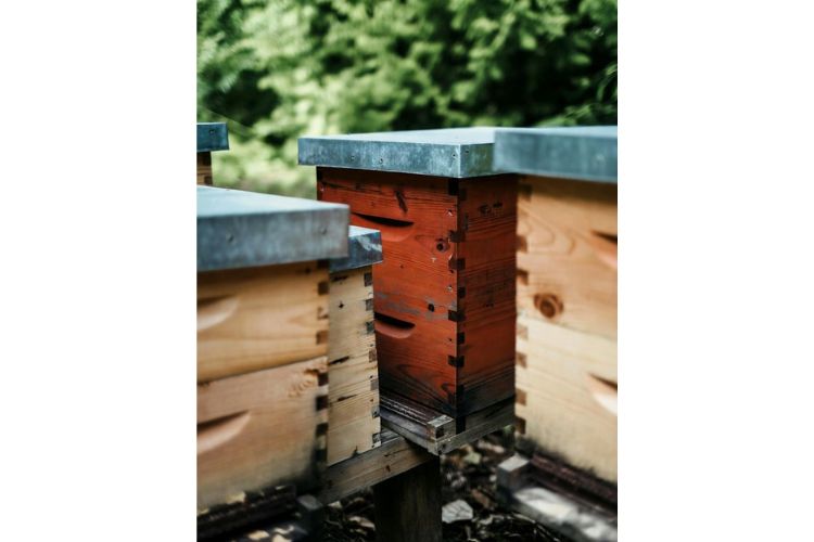 корпусні вулики