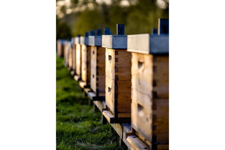 корпусні вулики