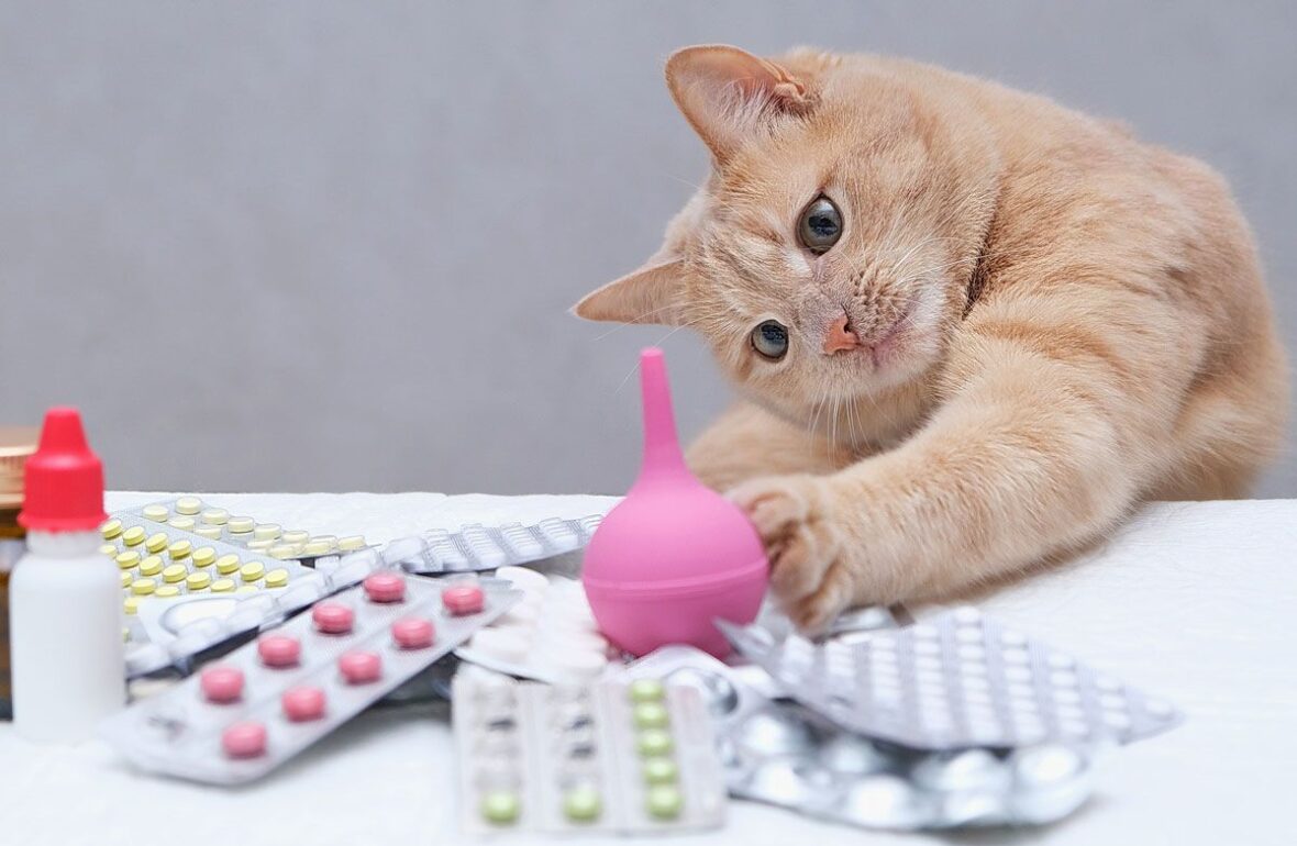 кіт, ветпрепарати