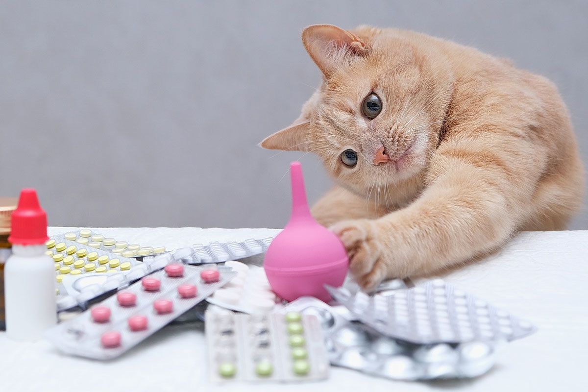 Які ветеринарні препарати пропонує інтернет-магазин «Зоолапки»